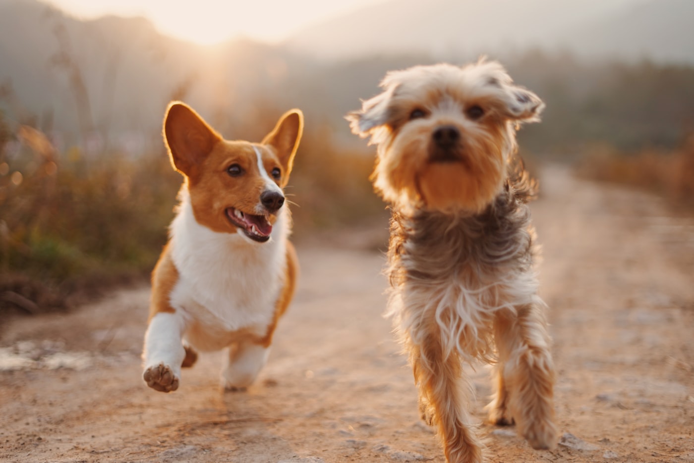 Two freshly groomed dogs running happily along a sunlit path