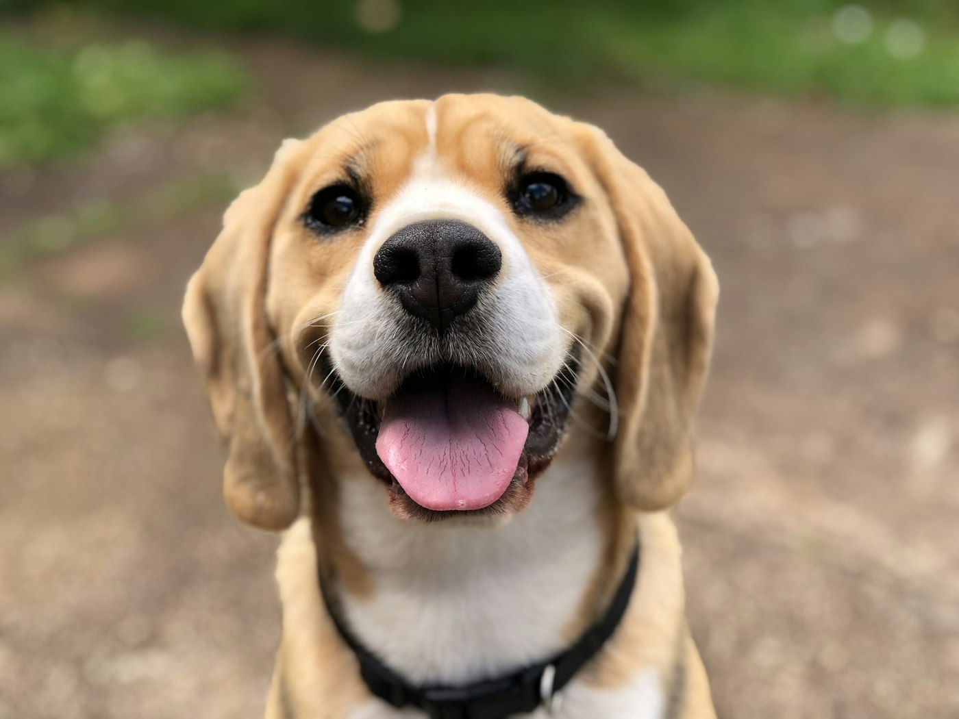 Smiling beagle with a glossy, freshly washed coat