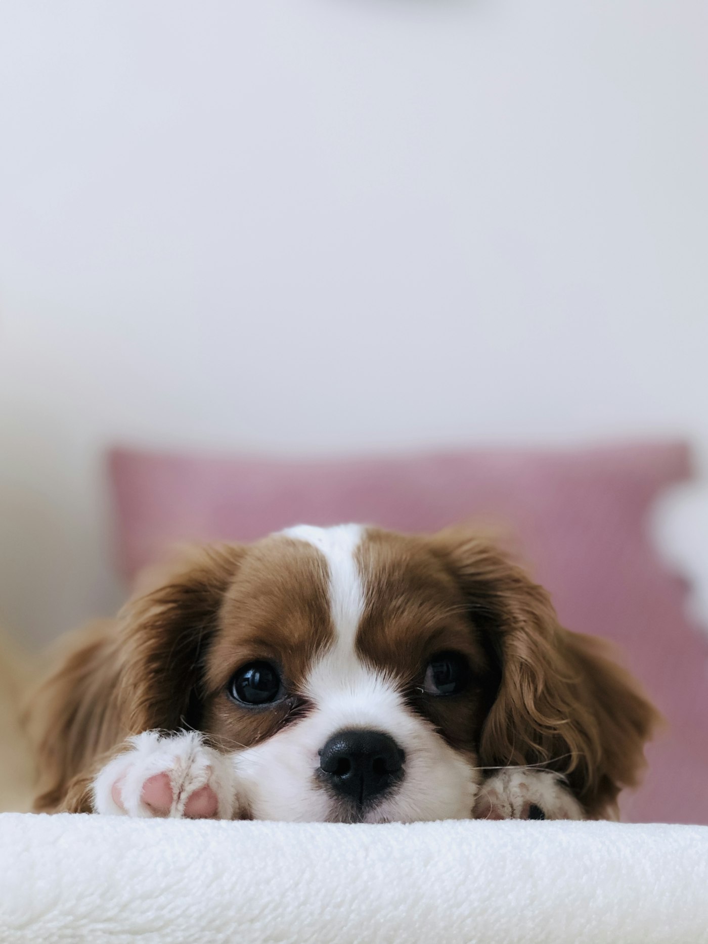 Cavalier King Charles puppy resting after its first groom