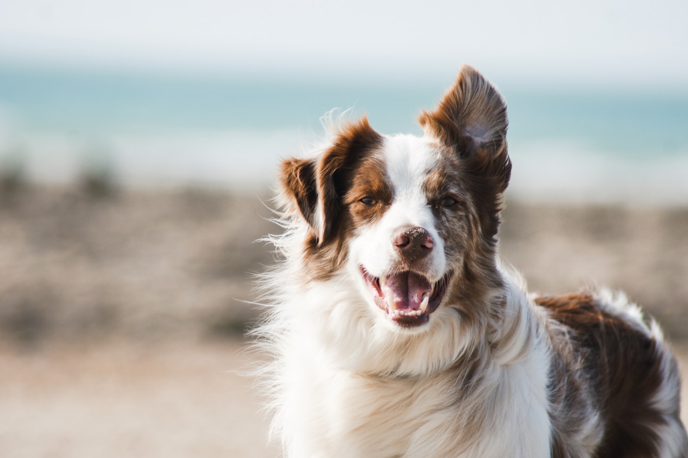 Border Collie with a brushed coat by the beach