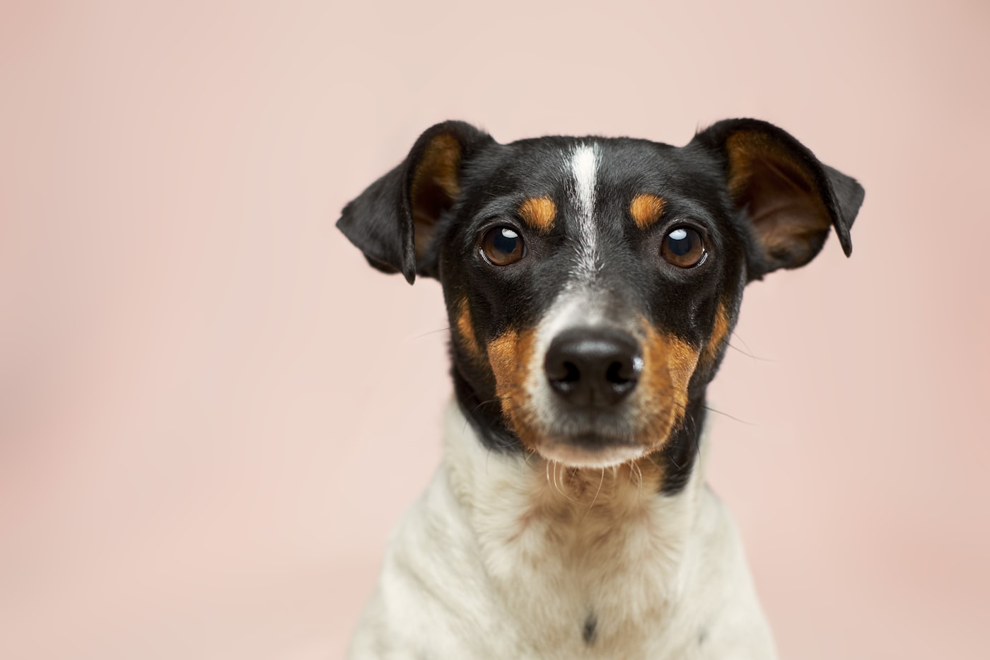Studio portrait of a neatly groomed Jack Russell terrier