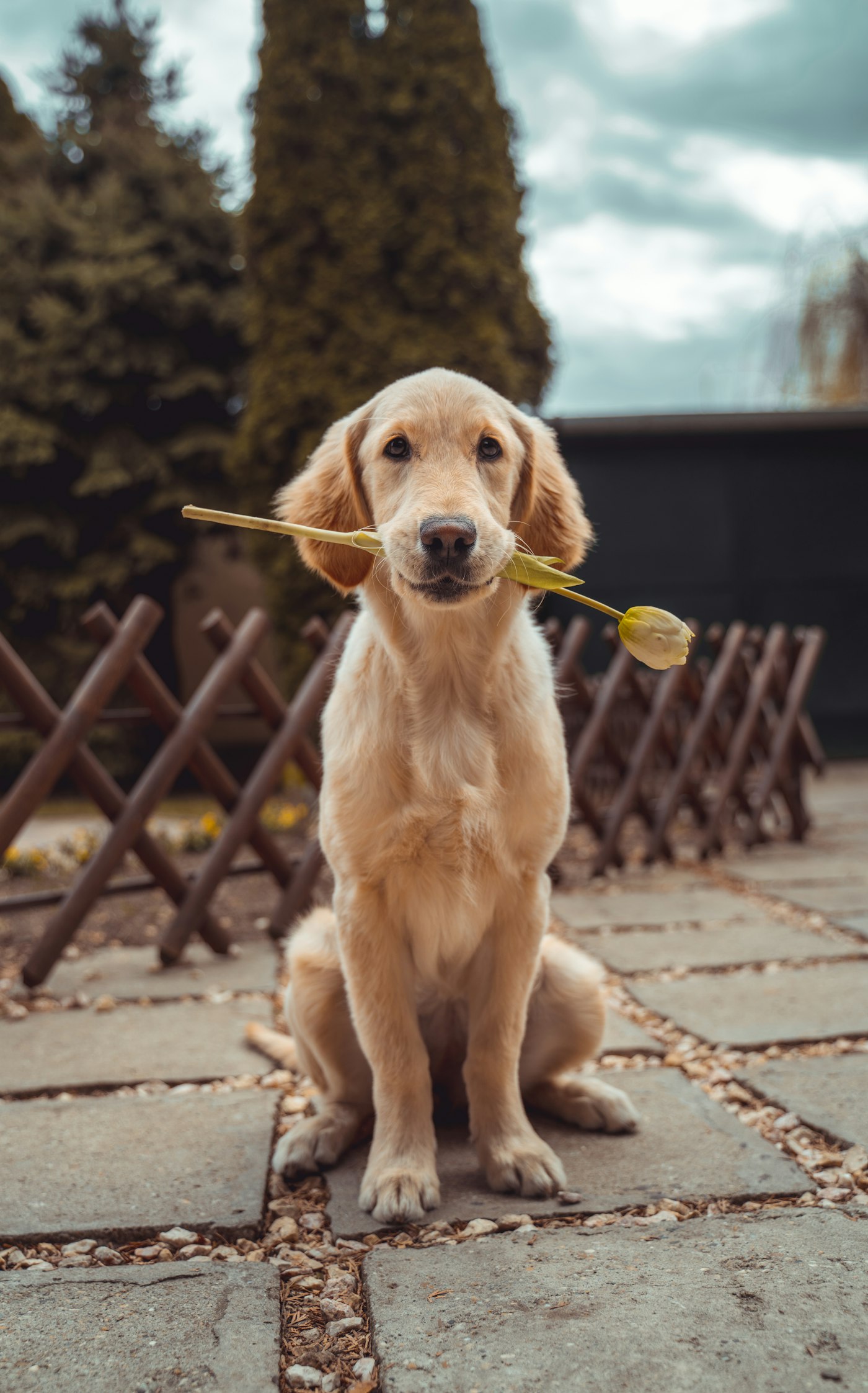 Golden Retriever puppy freshly groomed at Salty Dog Pet Salon in Perth